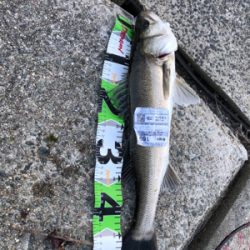 エビ巻き釣りで頂きました(^^)