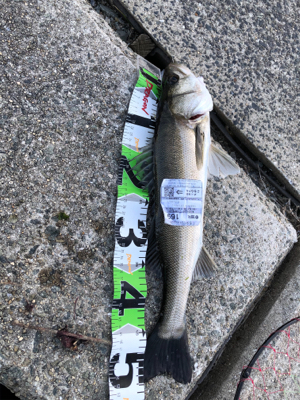 エビ巻き釣りで頂きました(^^)