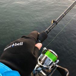 釣りはじめはシーバス