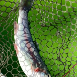 エリアトラウト