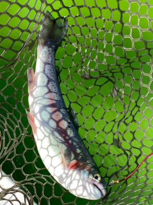 エリアトラウト