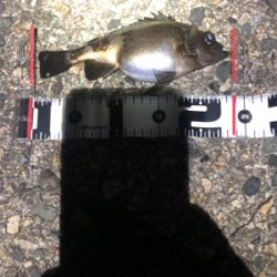 穴釣りからのメバリング