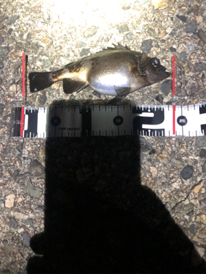 穴釣りからのメバリング