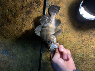 早朝メバリング部