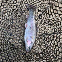 リベンジトラウト