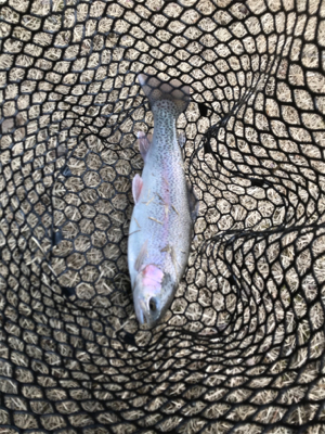 リベンジトラウト