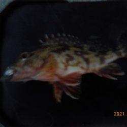 チヌ不調からのガシラ爆釣