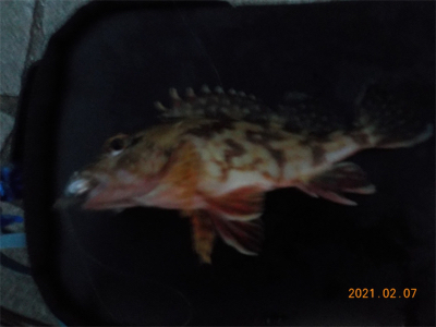 チヌ不調からのガシラ爆釣