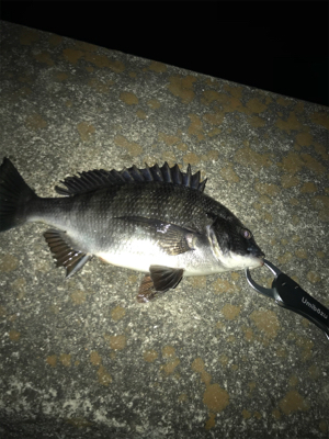 ☆2021年待望の1本