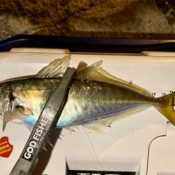 久々の良型アジとメバル