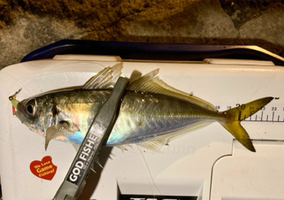 久々の良型アジとメバル