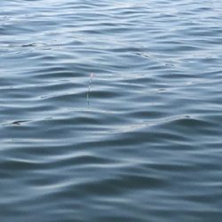 釣れると思っていたけれど