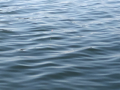 釣れると思っていたけれど