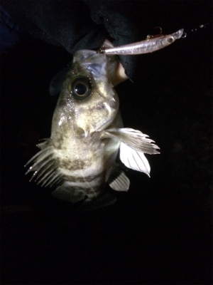 今季初メバルプラッキング調査