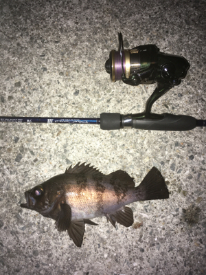 ひさびさの釣果❗࿠…