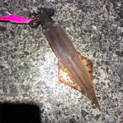 2021 佐渡ヶ島ヤリイカエギング