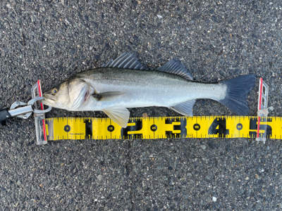 大阪南港 エビ撒き好調！