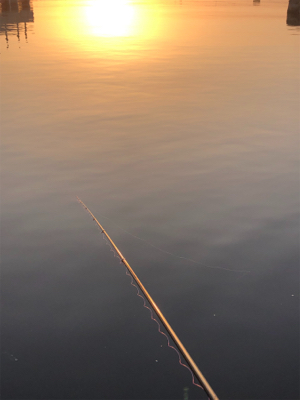魚は居てます。後は釣るだけ。