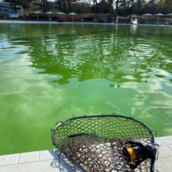 服部緑地　プールトラウト