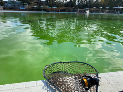服部緑地　プールトラウト