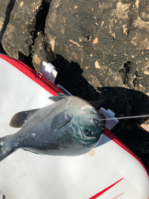 磯でグレ釣り