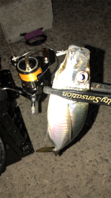 アシングナイト(久々の爆釣)