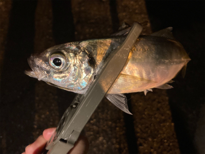 アジング自己新記録1cm更新(^^)