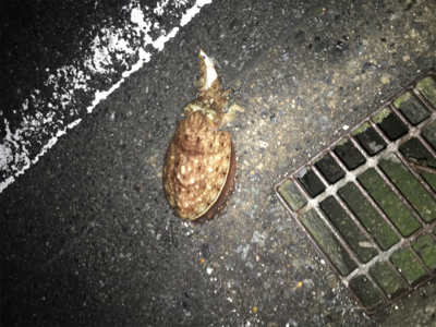 ヤリイカをもとめて