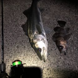 フラットゲーム前のメバリング