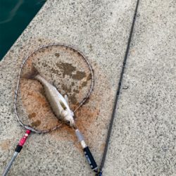 防波堤でシーバスボイル発生！！