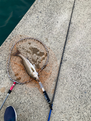 防波堤でシーバスボイル発生！！