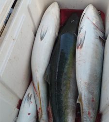 念願のブリ釣れました!