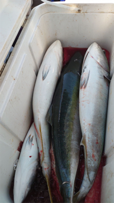 念願のブリ釣れました!