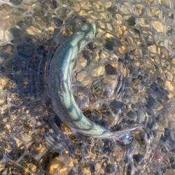 加賀フィシングエリア