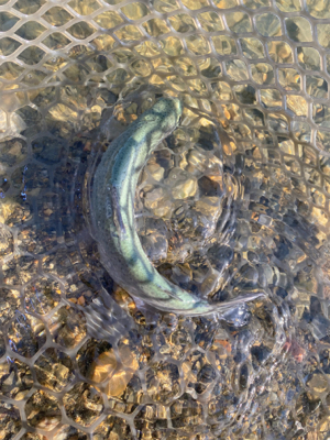 加賀フィシングエリア