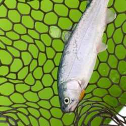 エリアトラウト