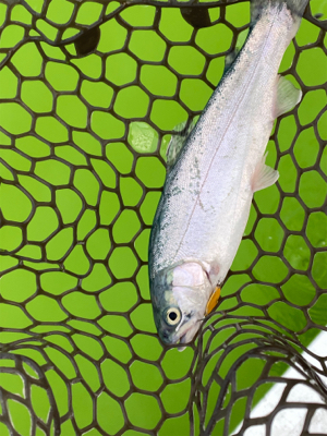 エリアトラウト