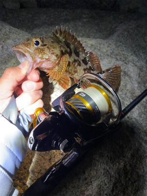 メバリングのはずが…