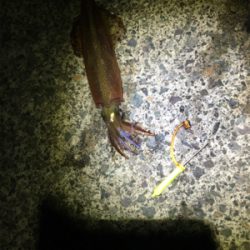 ヤリイカ釣行