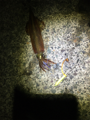 ヤリイカ釣行