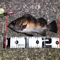 ホタルイカパターン