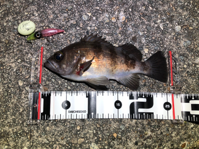 ホタルイカパターン