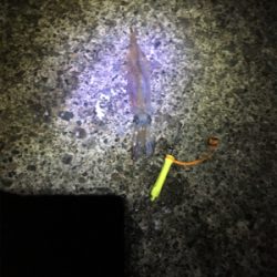 ヤリイカの群れはどこに?