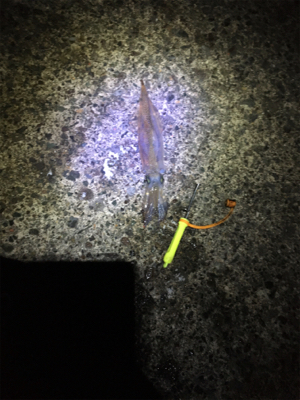 ヤリイカの群れはどこに?