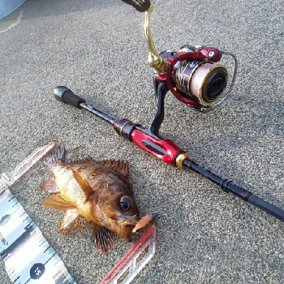 根魚いっぱい、ヤリイカ一杯