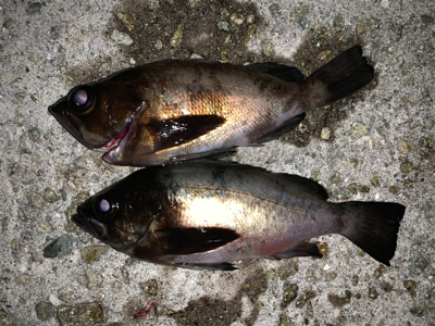 メバルこれから