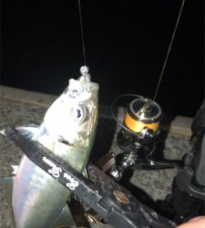 アジングナイト(ボチボチ)