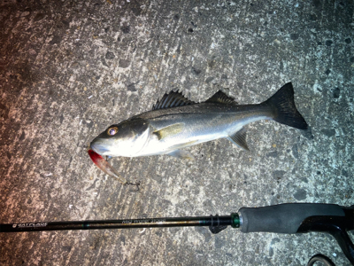 ライズはセイゴでした