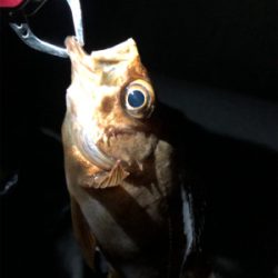 なんとか釣れた