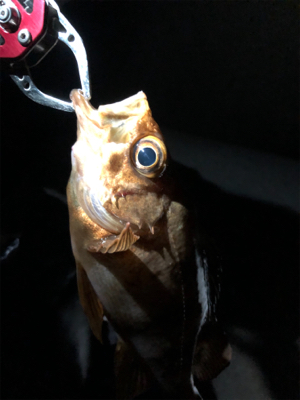 なんとか釣れた